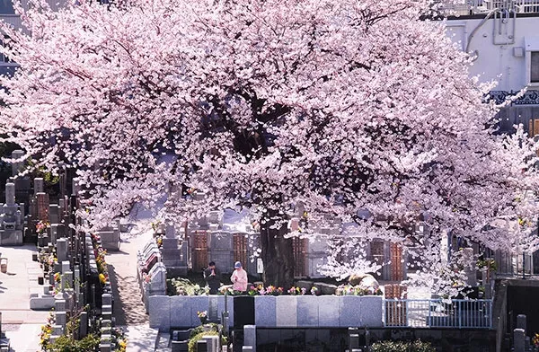 墓所の桜