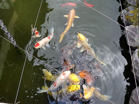 鯉のエサやり
